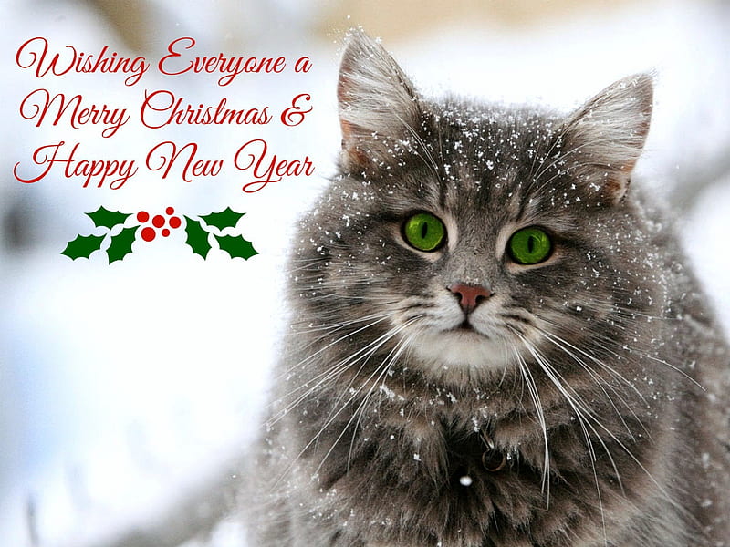 HD-wallpaper-merry-christmas-cat-christmas-green-cat-merry-snow-eyes